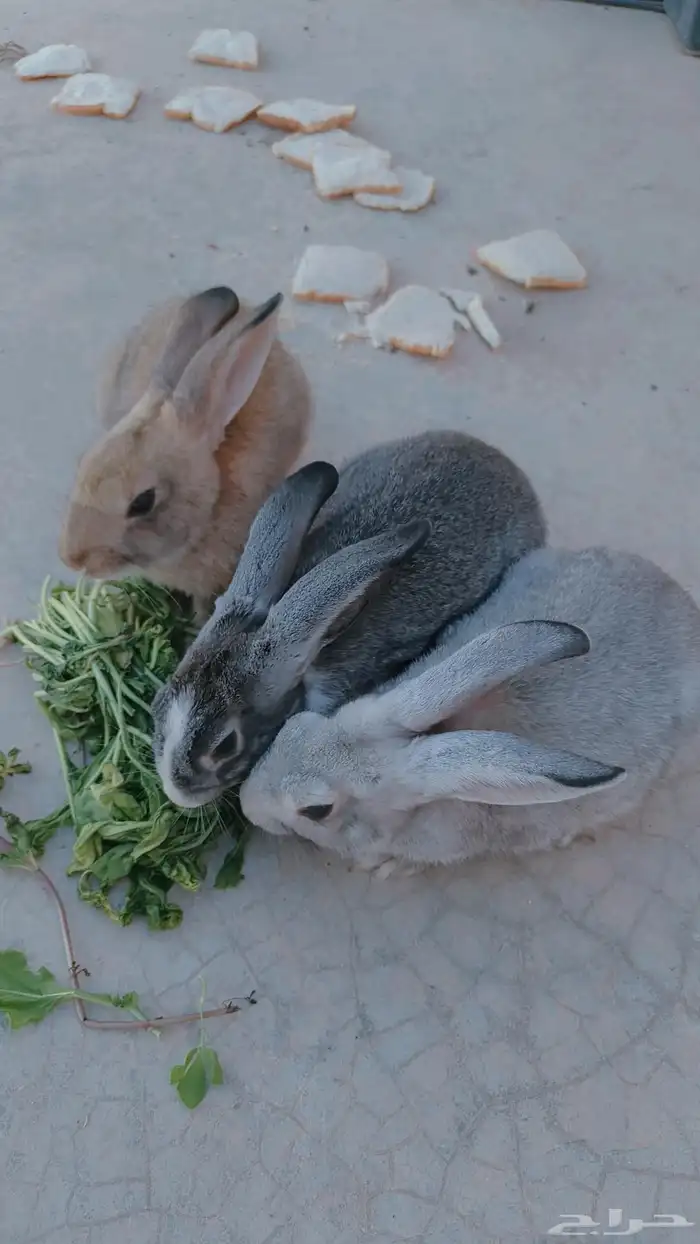 أرانب للبيع 3ب 150ريال في قفص كمان يأكل جميع الورقيات وأليف 1