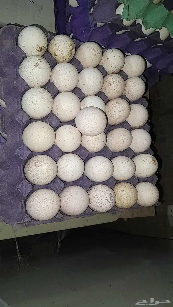 بيض رومي مخصب 1