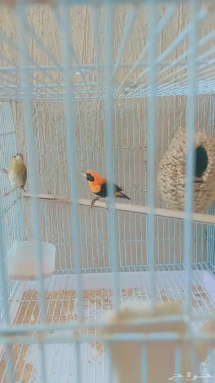 نواذر طيور نس اج (Red Bishop) ذكر وأنثى 0