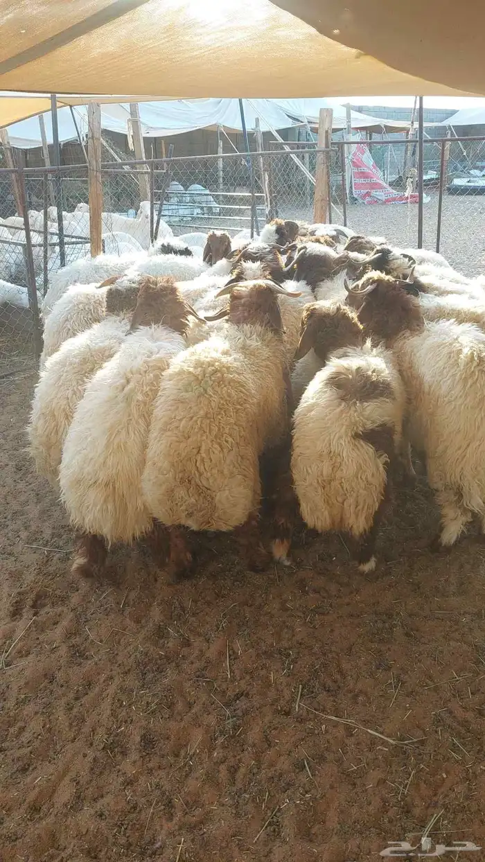 غنم نعيم بلدي 2