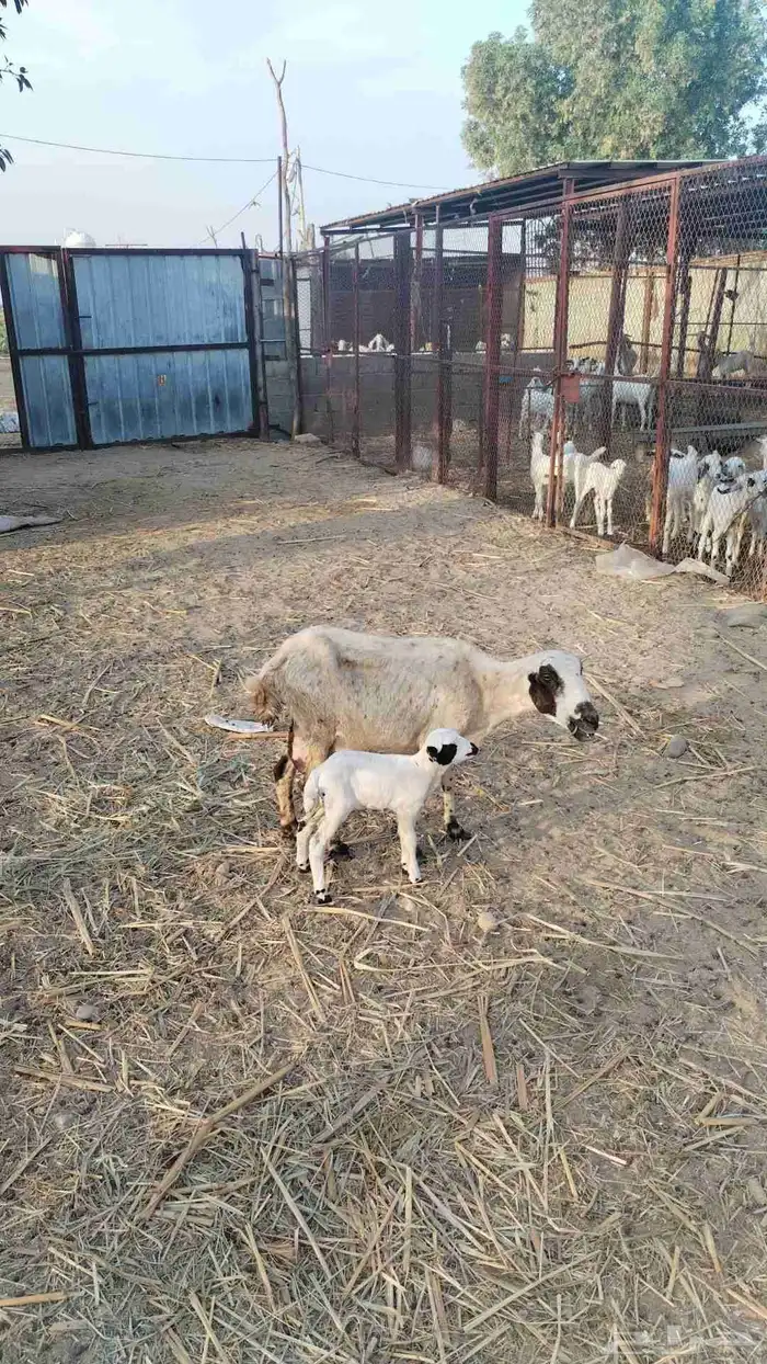 نعجة منتوج برخل 1