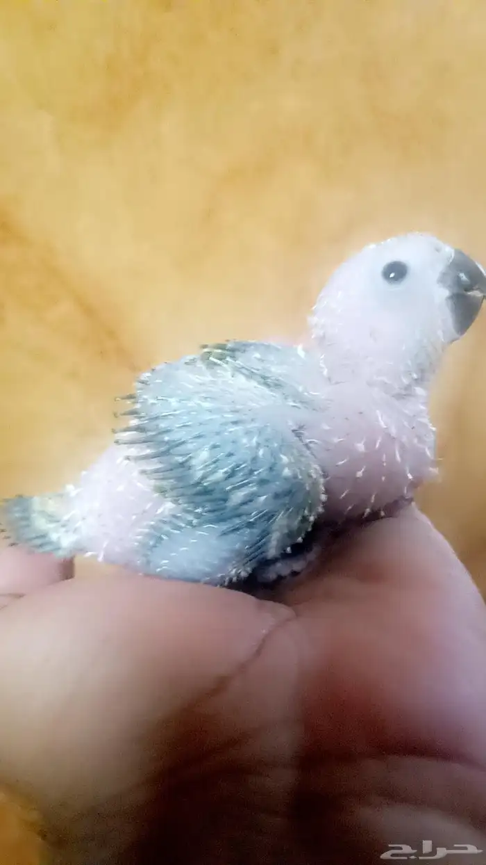 فرخ ( صن كنيور ) 2