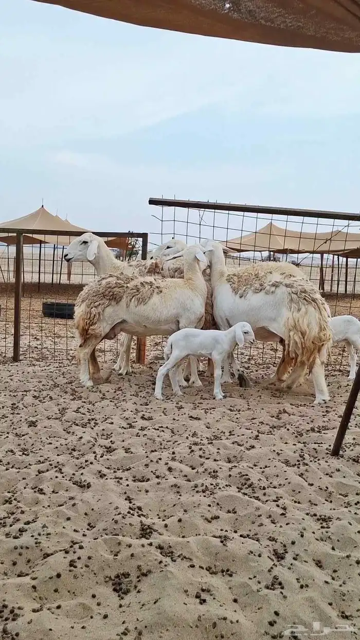 رخال حريات صنف الصنف 0