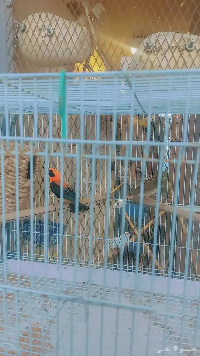 نواذر طيور نس اج (Red Bishop) ذكر وأنثى 2