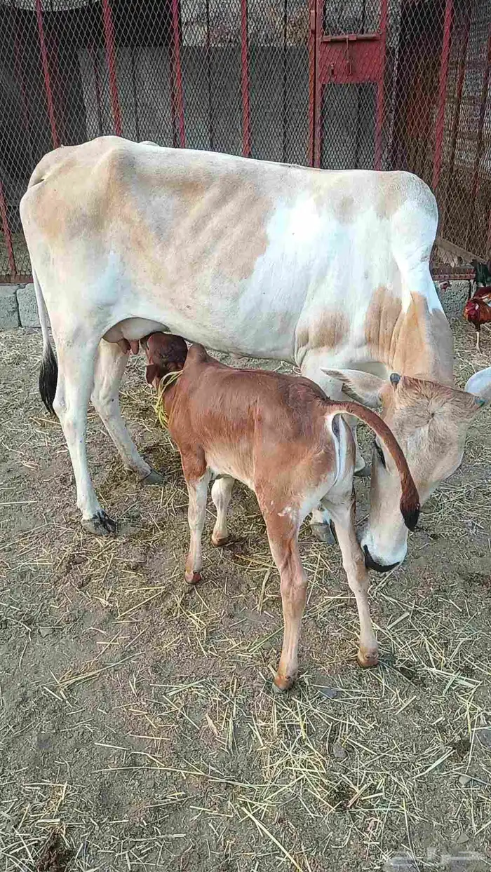 بقرة منتوج 1