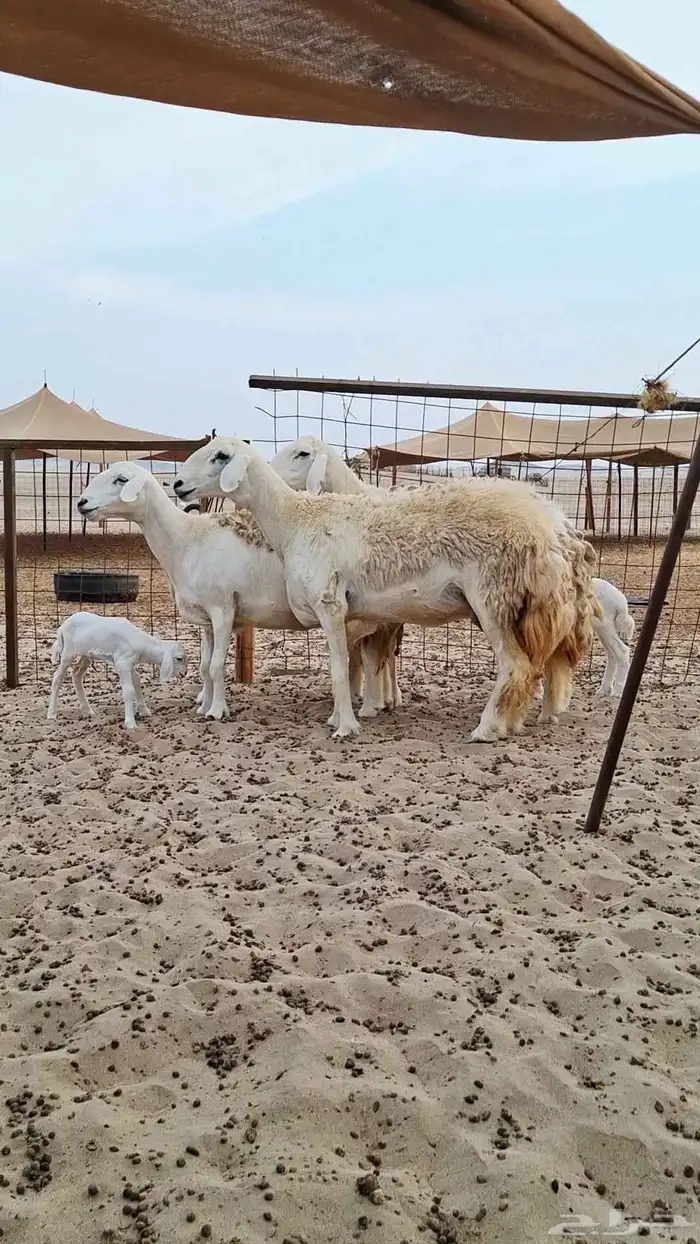 رخال حريات صنف الصنف 1