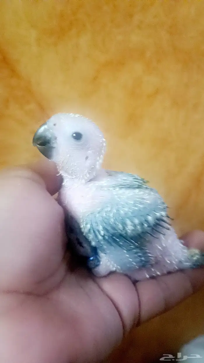 فرخ ( صن كنيور ) 3