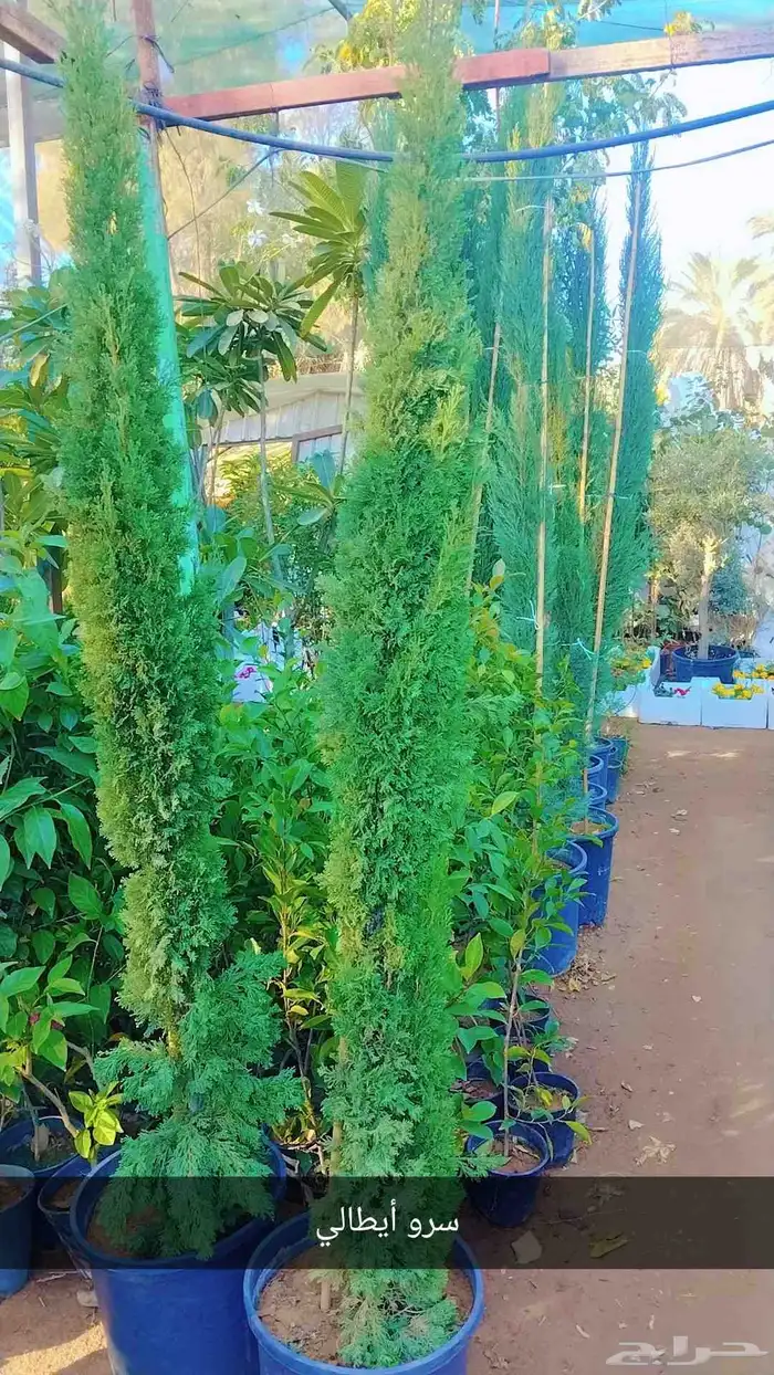 نخل وشنطن زينه ونخل عربي وأشجار 6