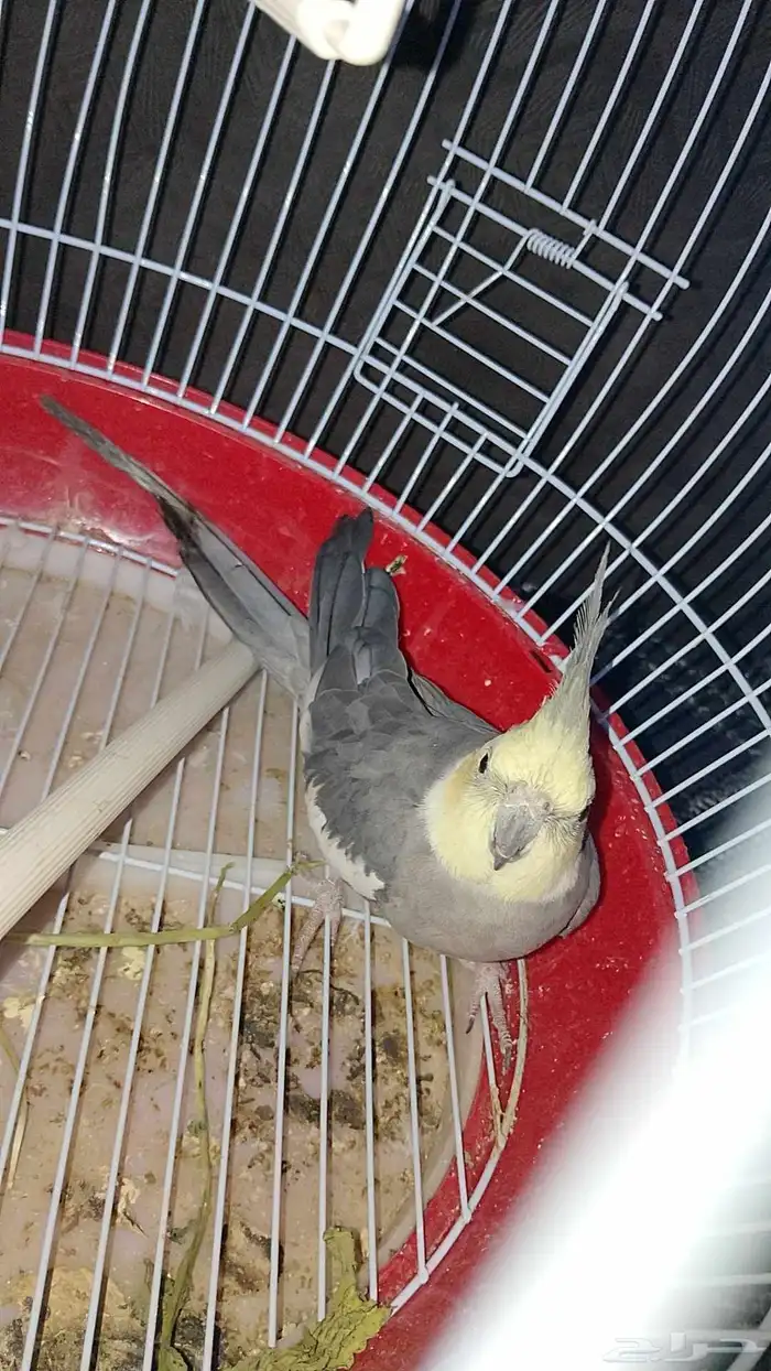 ذكر كروان باستل فيس 1