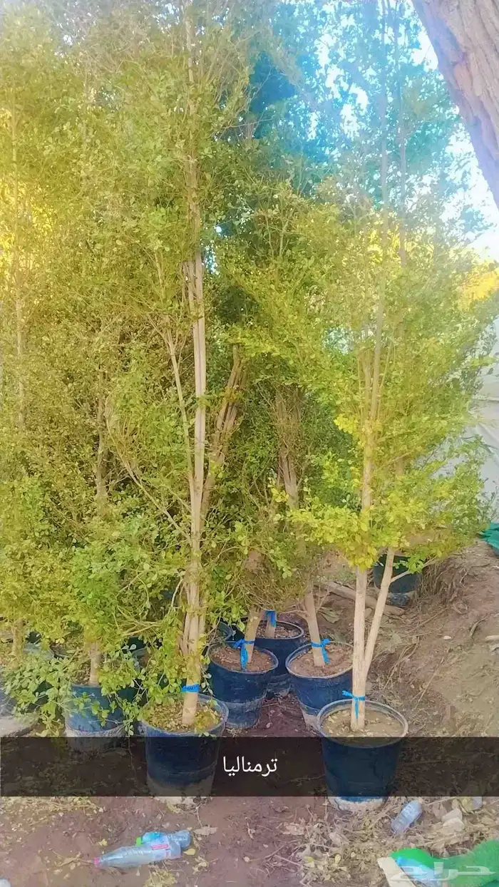 نخل وشنطن زينه ونخل عربي وأشجار 8