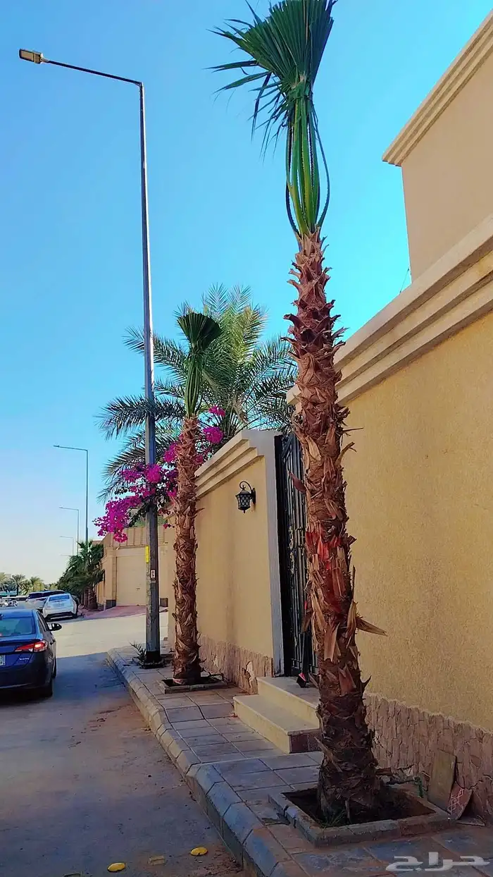 نخل وشنطن زينه ونخل عربي وأشجار 9