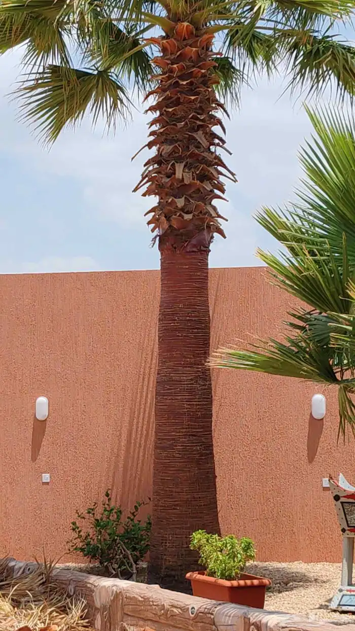 تكريب النخل وقص الاشجار 1