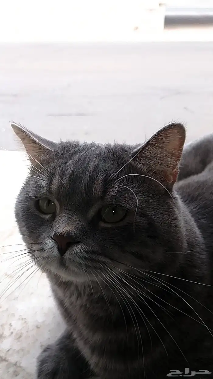 قط مفقود 1