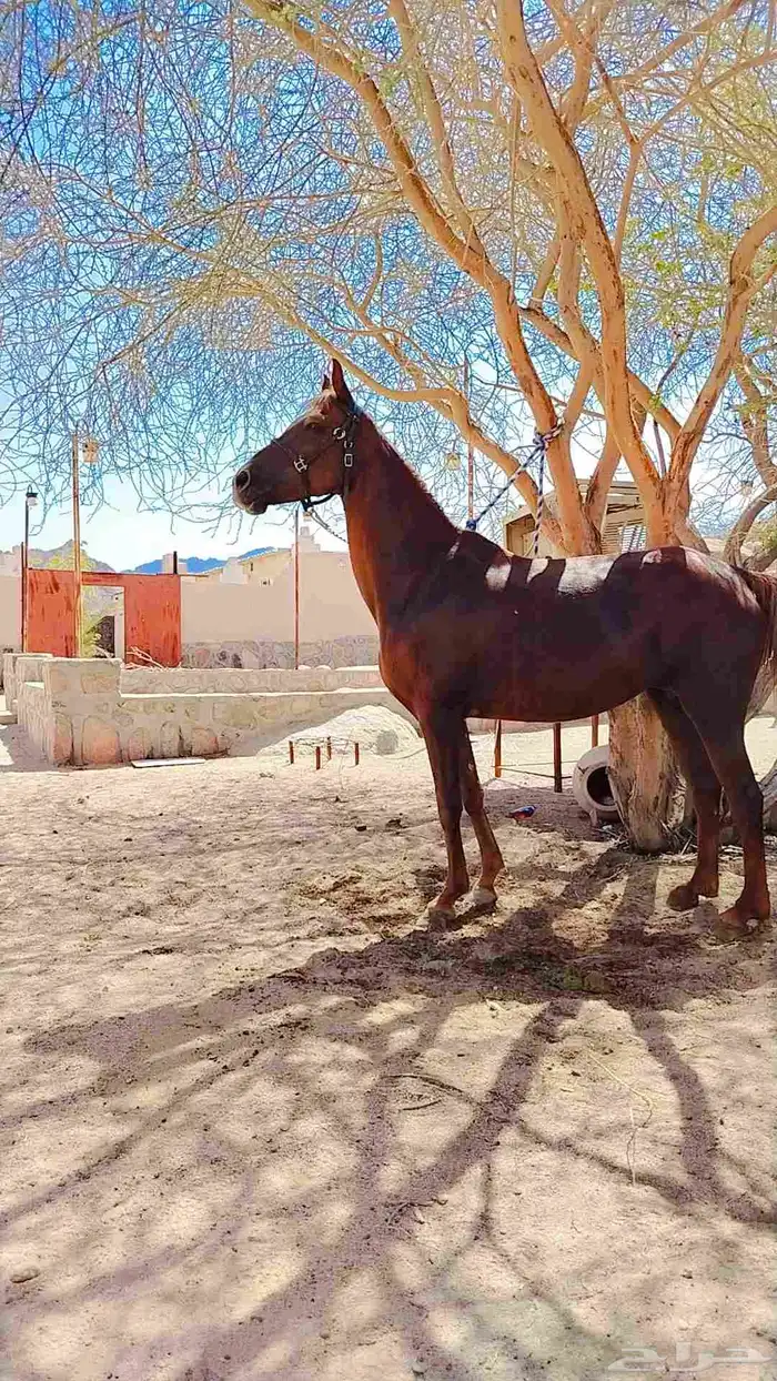 فرس شعبيه عربيه 3