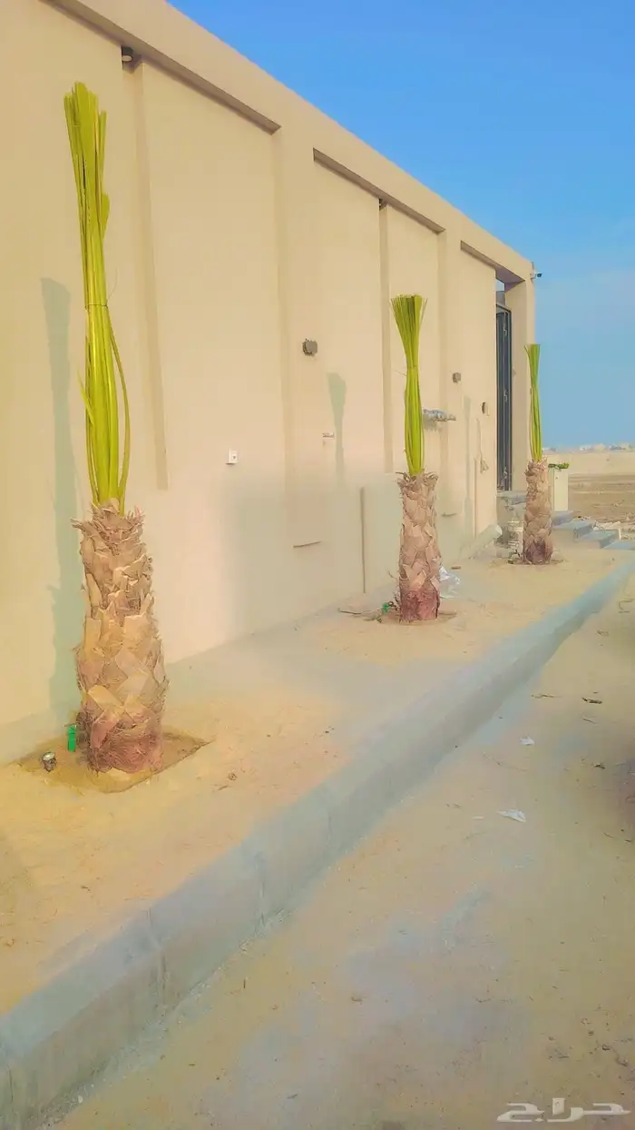 يوجد لدينا نخل عربي وشنطن للبيع 2