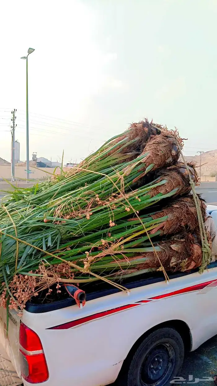 يوجد لدينا نخيل للبيع بجميع انواعها وأشكالها فسائل وجثايث 3