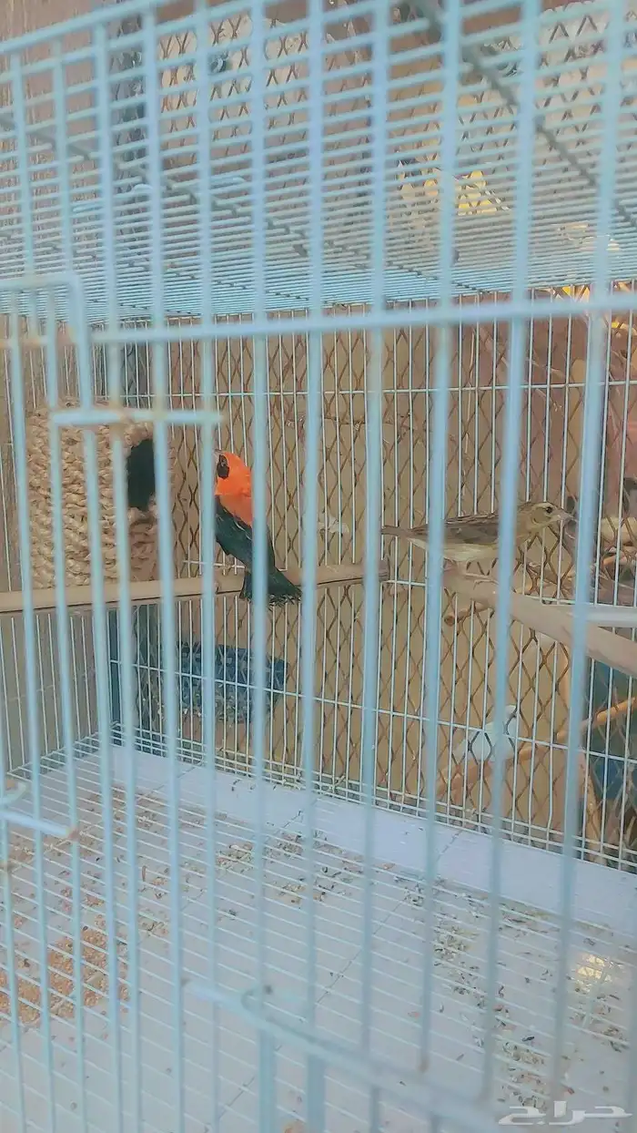 نواذر طيور نس اج (Red Bishop) ذكر وأنثى 3