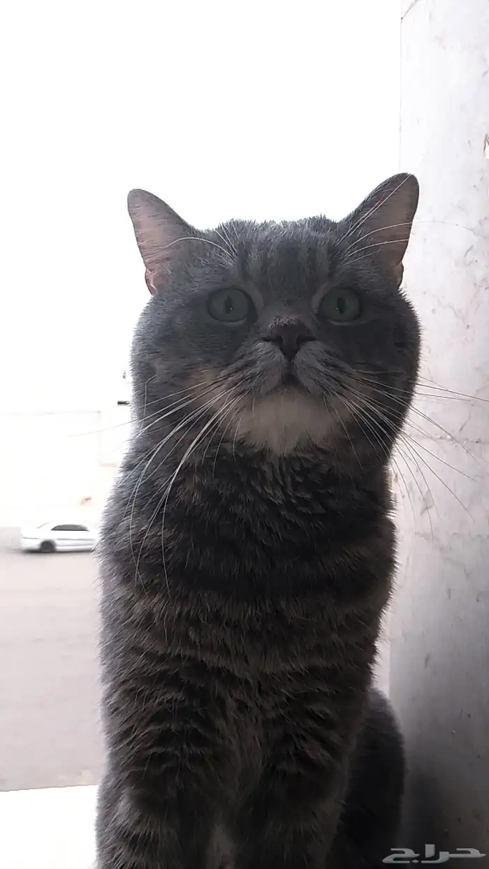 قط مفقود 0