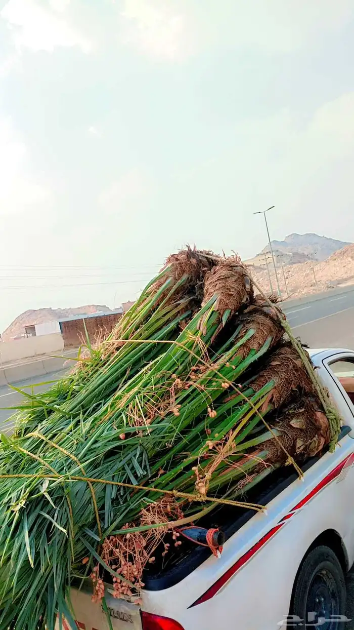 يوجد لدينا نخيل للبيع بجميع انواعها وأشكالها فسائل وجثايث 0