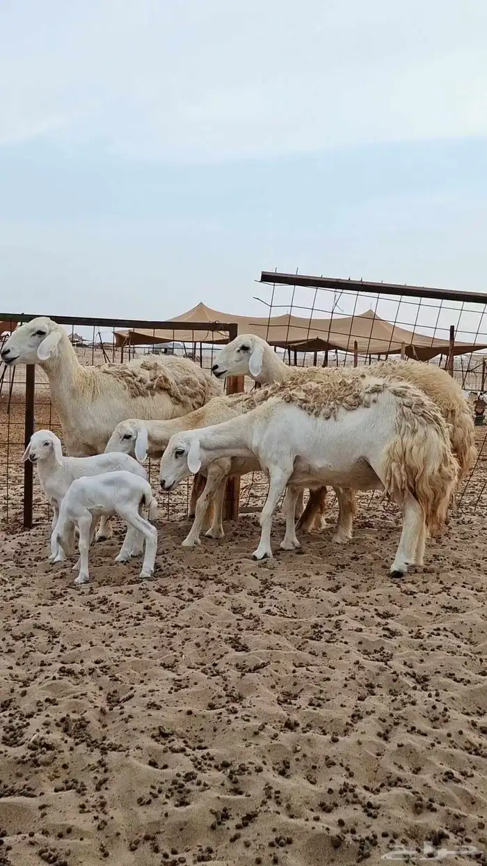 رخال حريات صنف الصنف 4