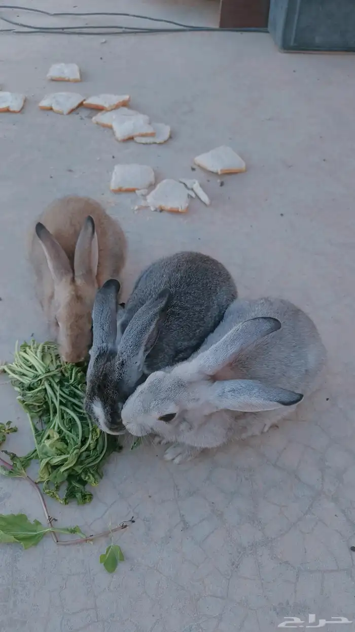 أرانب للبيع 3ب 150ريال في قفص كمان يأكل جميع الورقيات وأليف 3