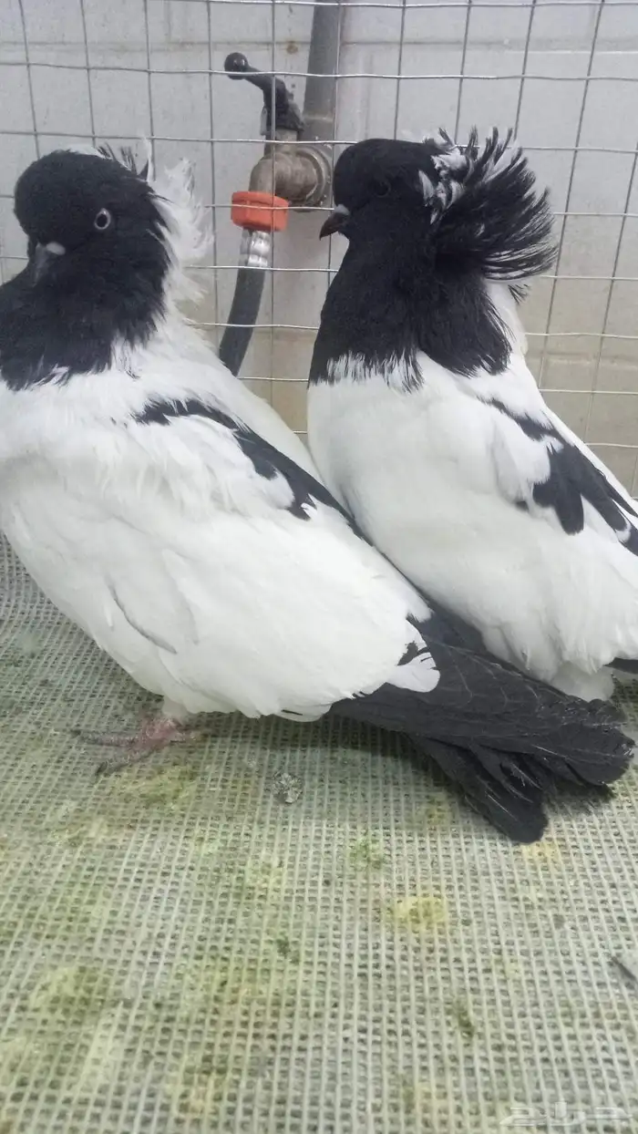 للبيع زوج سوداني فاخر 2