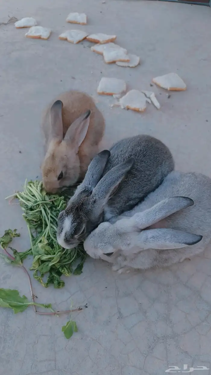 أرانب للبيع 3ب 150ريال في قفص كمان يأكل جميع الورقيات وأليف 0