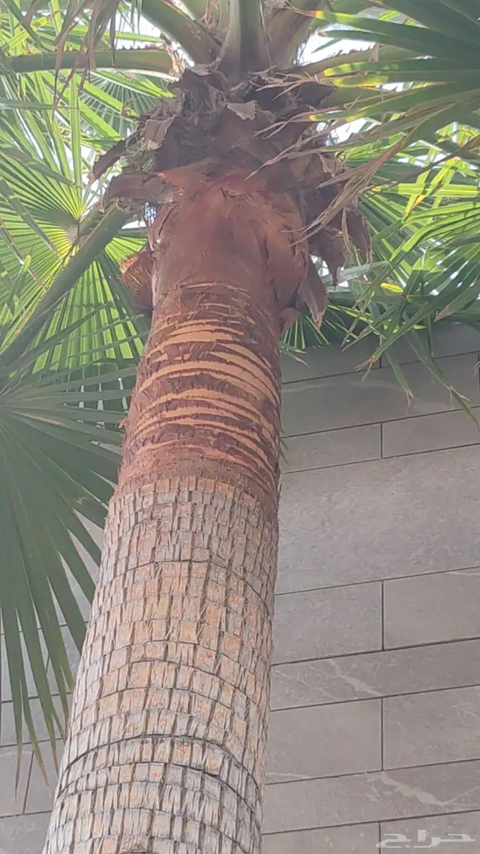 تكريب النخل وقص الاشجار 6