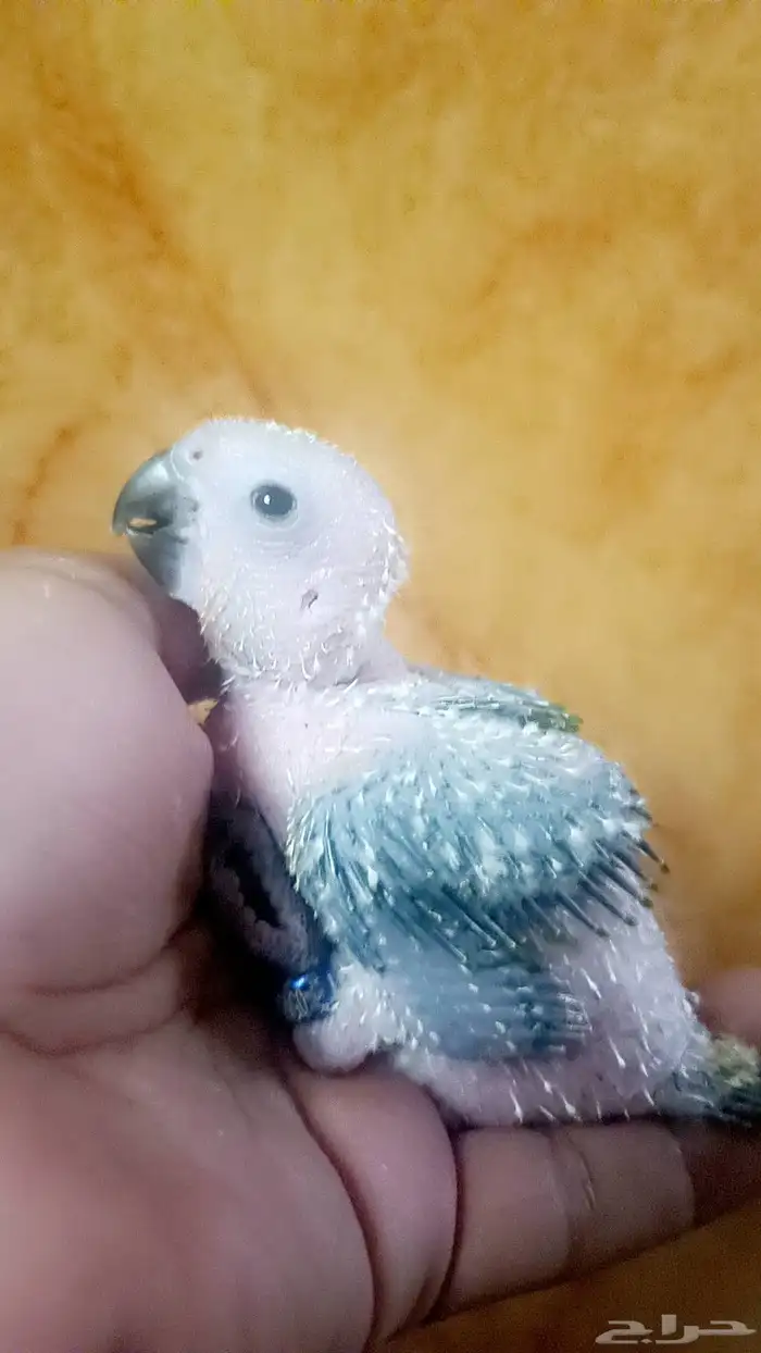 فرخ ( صن كنيور ) 5