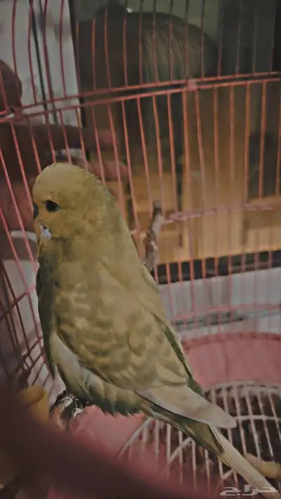 ذكر بادجي هولندي 0