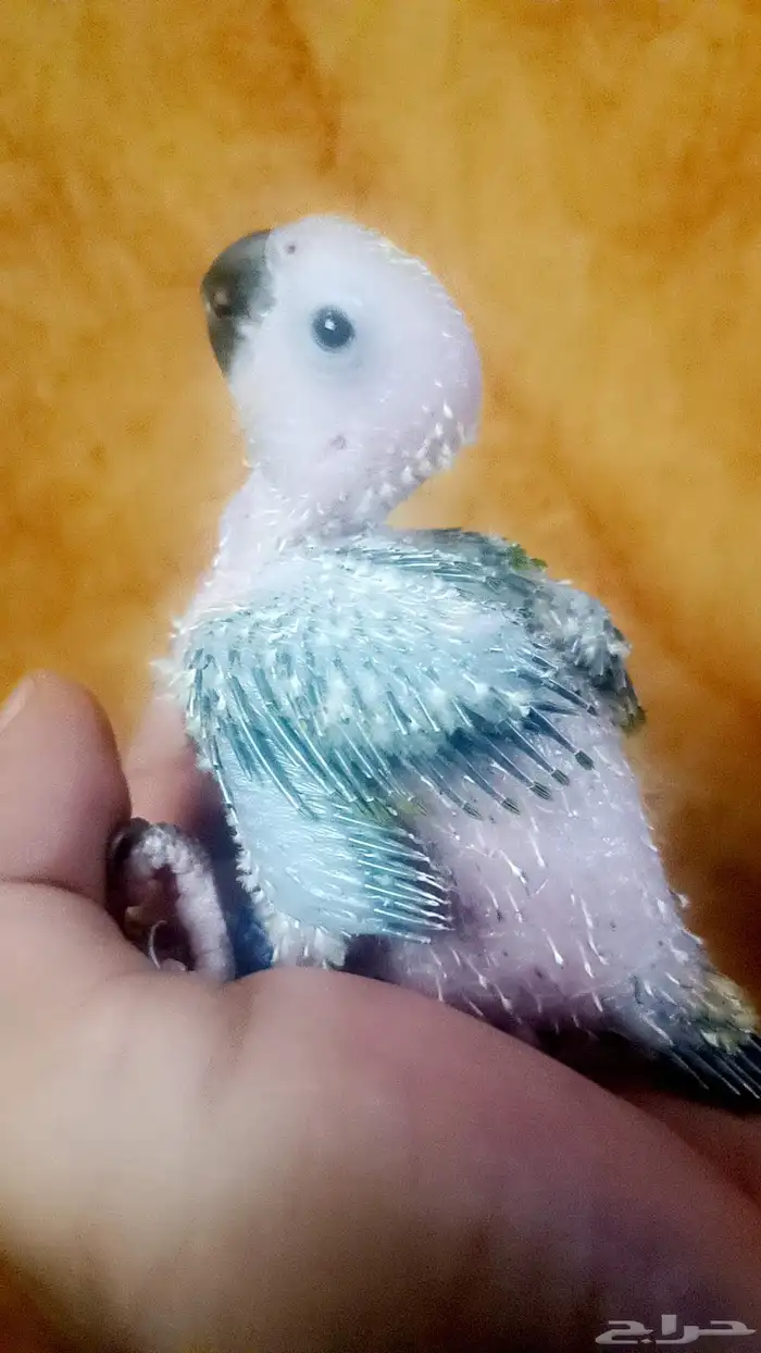 فرخ ( صن كنيور ) 1