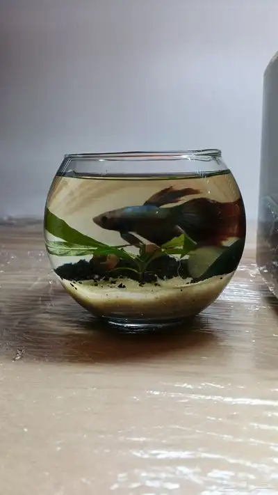 احواض طبيعة لا تحتاج تنضيف index