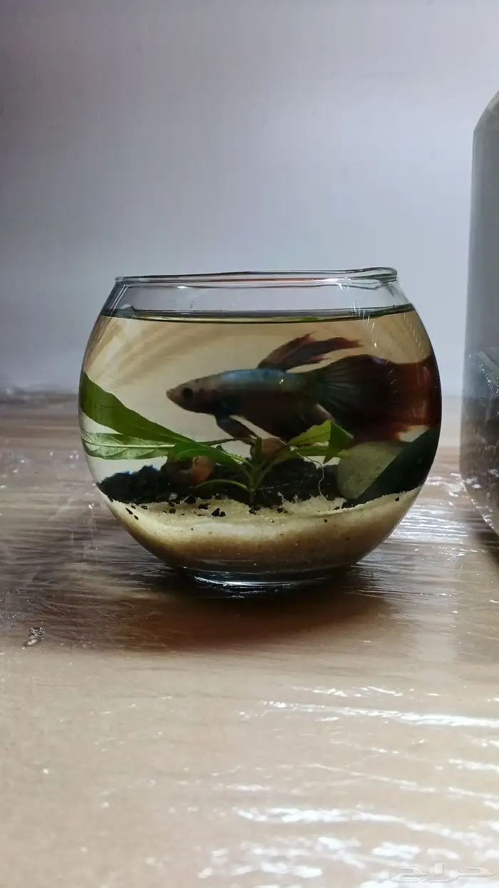 احواض طبيعة لا تحتاج تنضيف 3