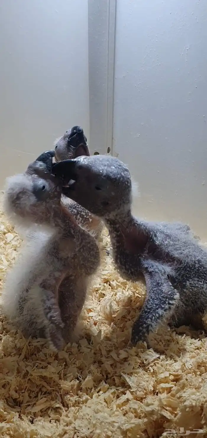 فروخ كاسكو فاخرة من اهل كنقو فواتح 2