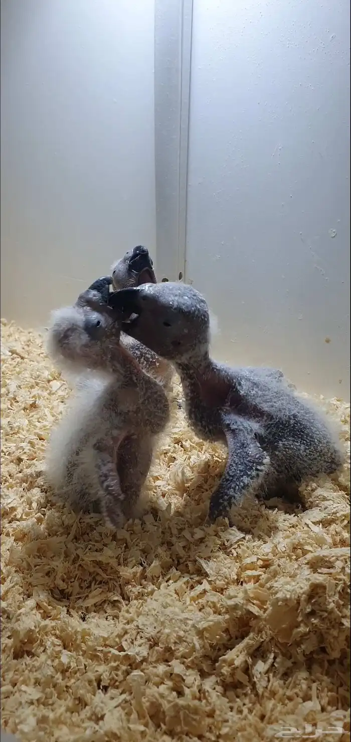 فروخ كاسكو فاخرة من اهل كنقو فواتح 3