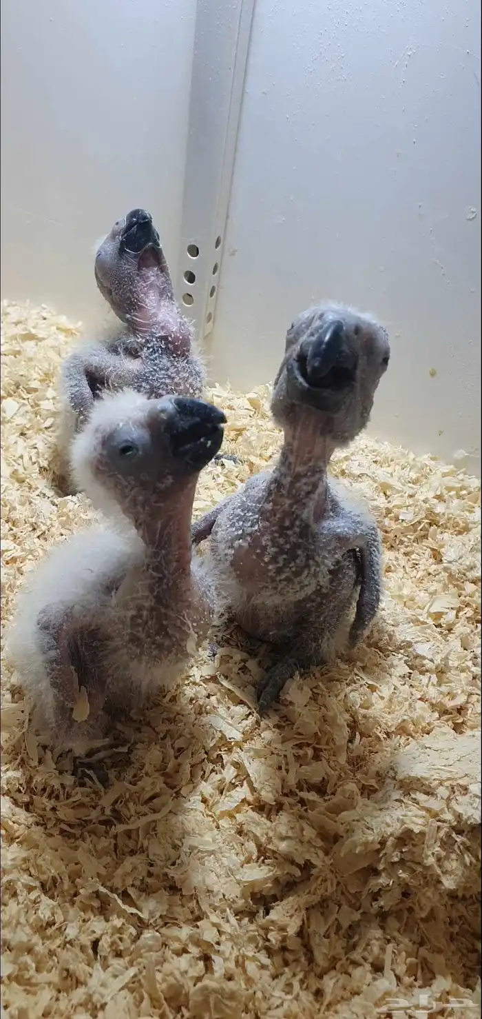 فروخ كاسكو فاخرة من اهل كنقو فواتح 6