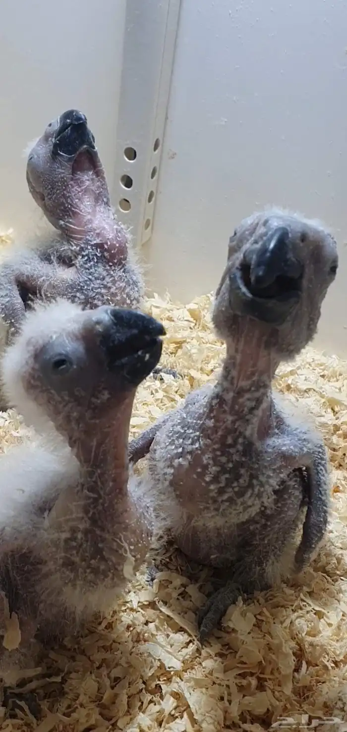 فروخ كاسكو فاخرة من اهل كنقو فواتح 0