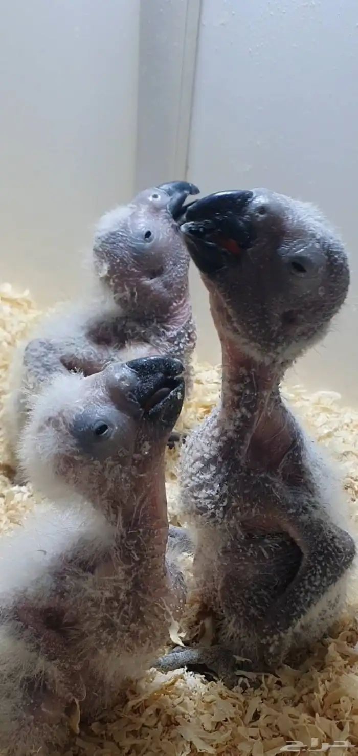 فروخ كاسكو فاخرة من اهل كنقو فواتح 1