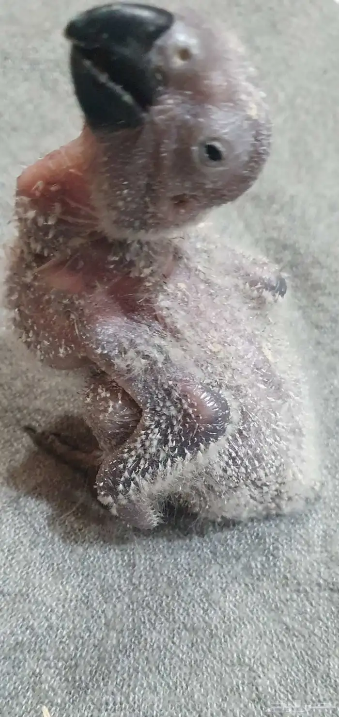 فروخ كاسكو فاخرة من اهل كنقو فواتح 4