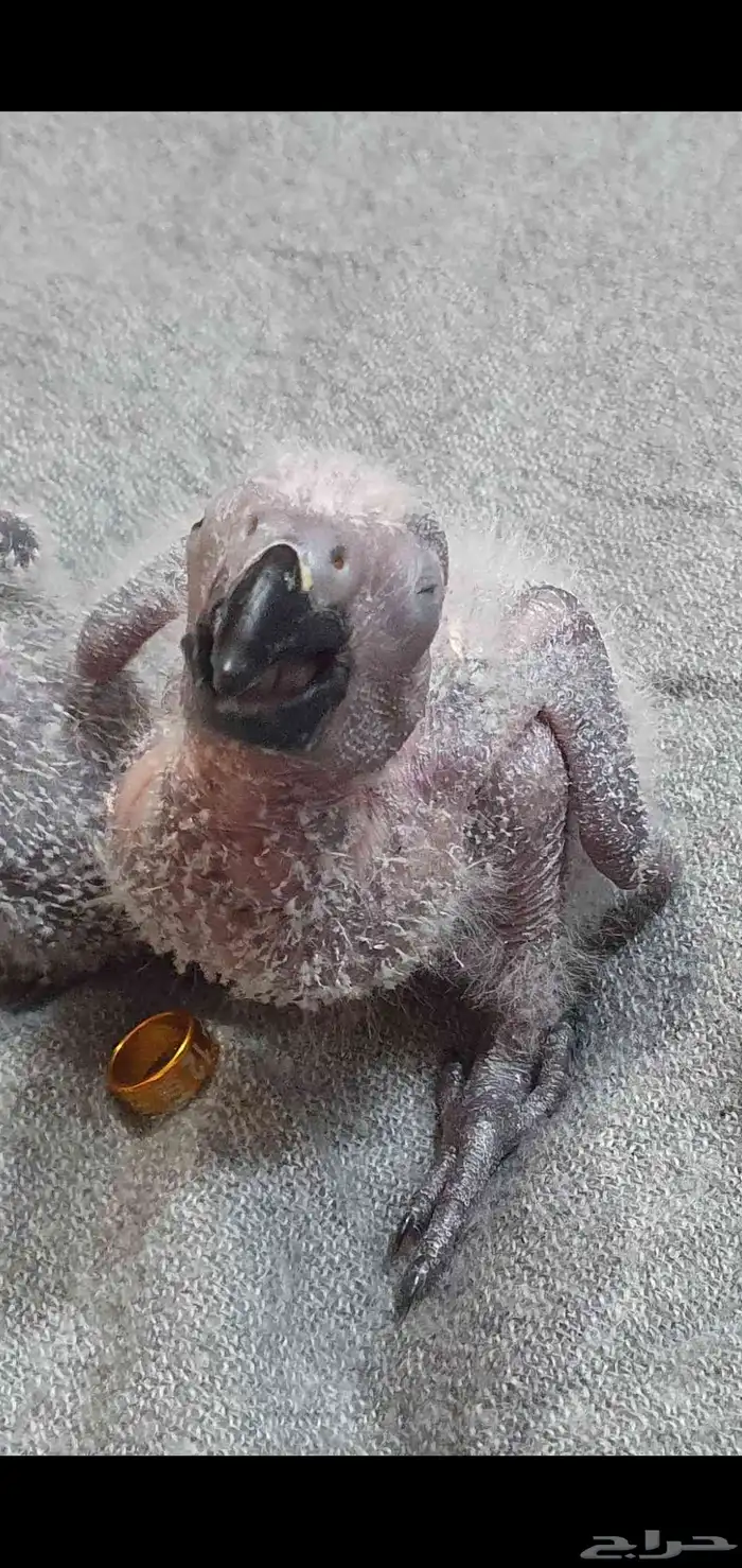 فروخ كاسكو فاخرة من اهل كنقو فواتح 5