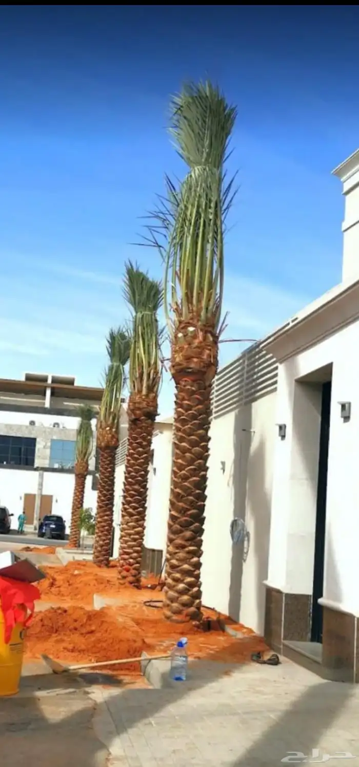 نخيل عربي 9