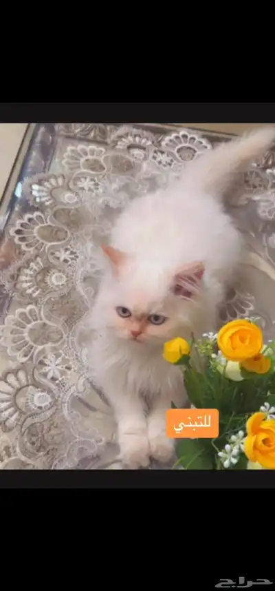 قطه للتبني 0