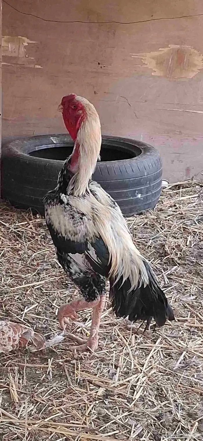 طقم دجاج فارسي 7