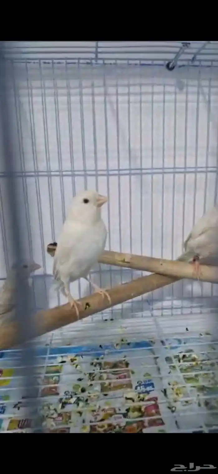 كناري ستنايت عيون حمر من أهالي بيور 6