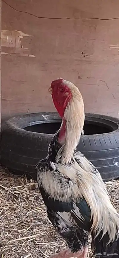 طقم دجاج فارسي index