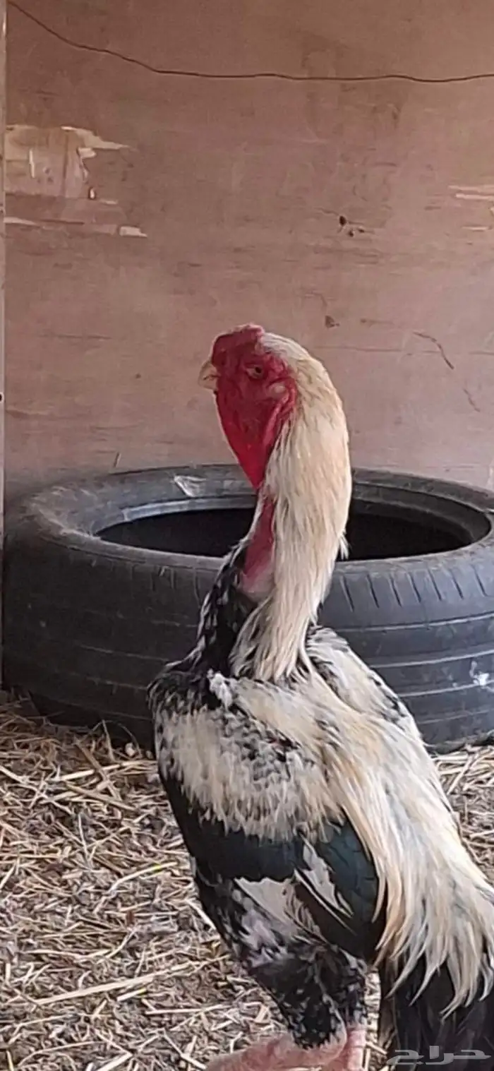 طقم دجاج فارسي 8