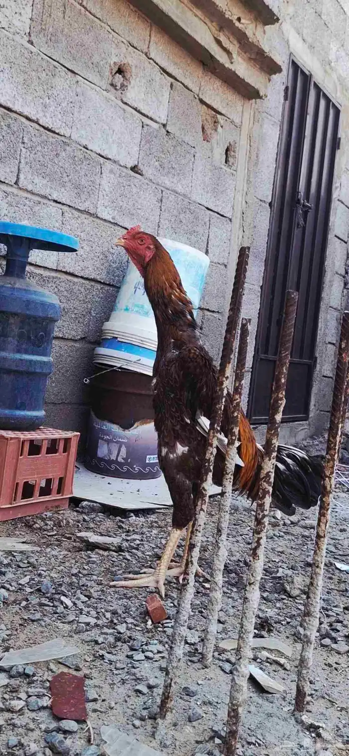 شامو ياباني 2