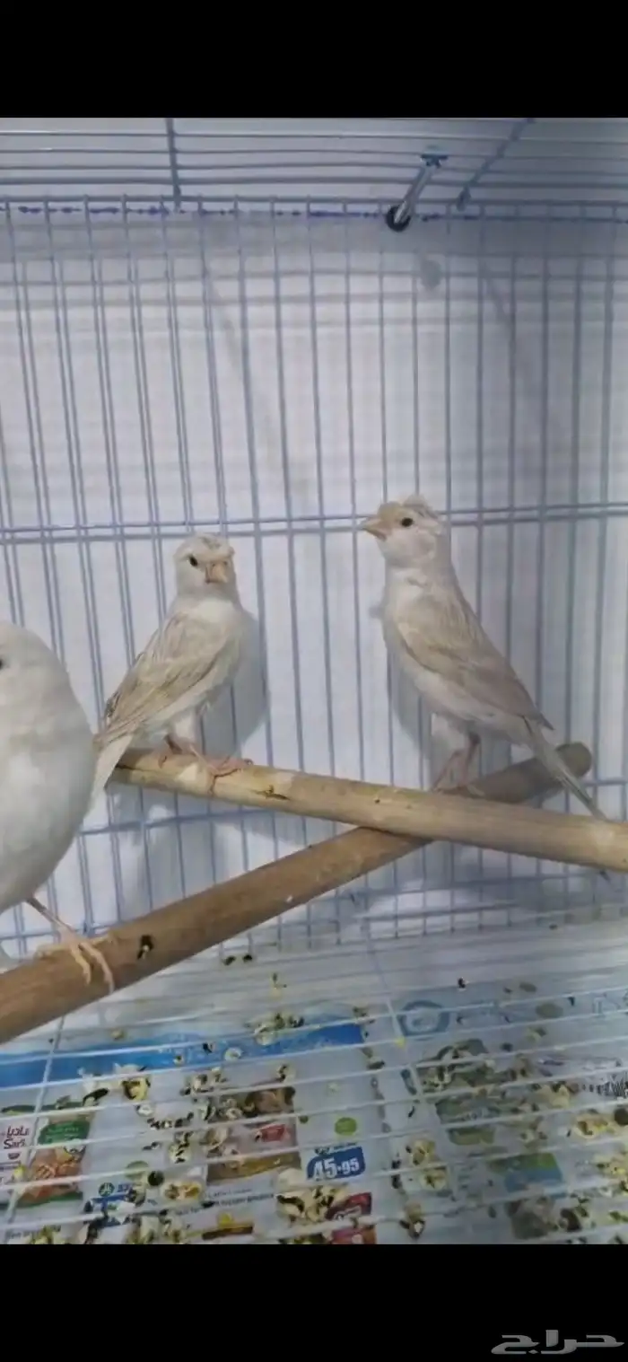 كناري ستنايت عيون حمر من أهالي بيور 1