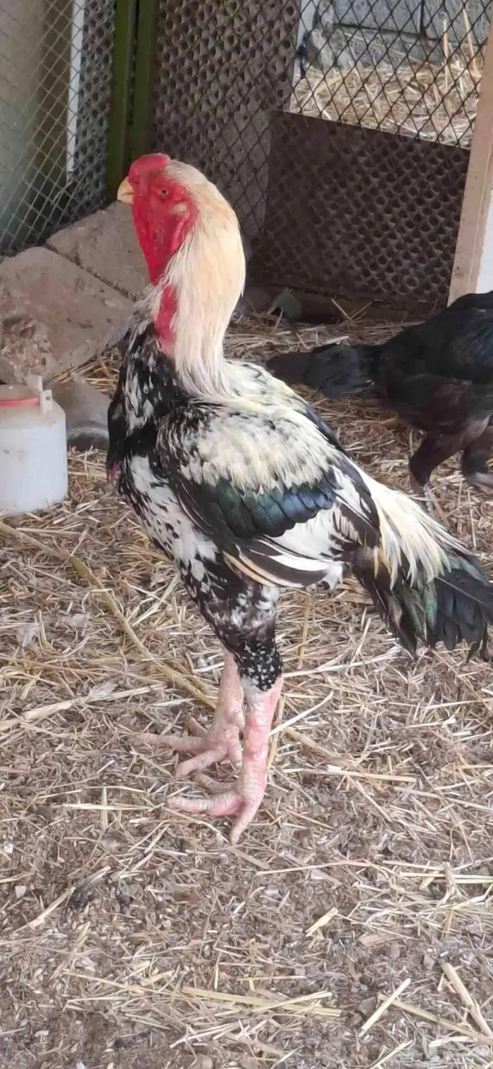 طقم دجاج فارسي 4