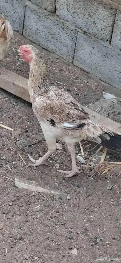 طقم دجاج فارسي index